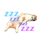 福丸くんコーギー犬（個別スタンプ：12）
