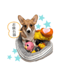 福丸くんコーギー犬（個別スタンプ：13）