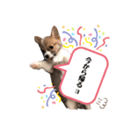 福丸くんコーギー犬（個別スタンプ：14）