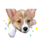 福丸くんコーギー犬（個別スタンプ：15）