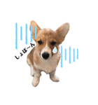 福丸くんコーギー犬（個別スタンプ：16）