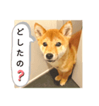 豆柴るるかんpart2（個別スタンプ：5）