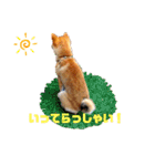 豆柴るるかんpart2（個別スタンプ：7）