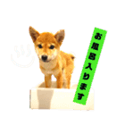豆柴るるかんpart2（個別スタンプ：9）