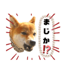 豆柴るるかんpart2（個別スタンプ：13）