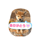 豆柴るるかんpart2（個別スタンプ：14）