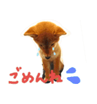 豆柴るるかんpart2（個別スタンプ：16）