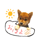 豆柴るるかんpart2（個別スタンプ：19）