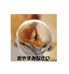 豆柴るるかんpart2（個別スタンプ：23）