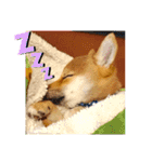 豆柴るるかんpart2（個別スタンプ：24）
