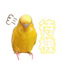 れんこん動物園（個別スタンプ：17）