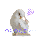 れんこん動物園（個別スタンプ：23）