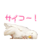 れんこん動物園（個別スタンプ：24）