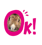 れんこん動物園（個別スタンプ：28）