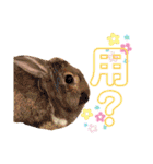 れんこん動物園（個別スタンプ：31）
