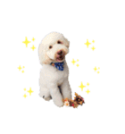 AustralianLabradoodleイサラとお友だち♡（個別スタンプ：1）