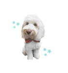 AustralianLabradoodleイサラとお友だち♡（個別スタンプ：2）
