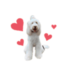 AustralianLabradoodleイサラとお友だち♡（個別スタンプ：3）