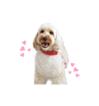 AustralianLabradoodleイサラとお友だち♡（個別スタンプ：4）