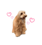 AustralianLabradoodleイサラとお友だち♡（個別スタンプ：5）