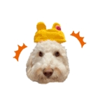 AustralianLabradoodleイサラとお友だち♡（個別スタンプ：6）