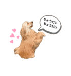 AustralianLabradoodleイサラとお友だち♡（個別スタンプ：7）