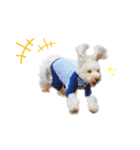 AustralianLabradoodleイサラとお友だち♡（個別スタンプ：8）