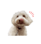 AustralianLabradoodleイサラとお友だち♡（個別スタンプ：9）