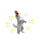AustralianLabradoodleイサラとお友だち♡（個別スタンプ：10）
