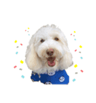 AustralianLabradoodleイサラとお友だち♡（個別スタンプ：11）