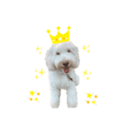 AustralianLabradoodleイサラとお友だち♡（個別スタンプ：12）