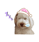 AustralianLabradoodleイサラとお友だち♡（個別スタンプ：13）
