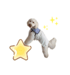 AustralianLabradoodleイサラとお友だち♡（個別スタンプ：14）