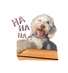 AustralianLabradoodleイサラとお友だち♡（個別スタンプ：15）