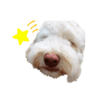 AustralianLabradoodleイサラとお友だち♡（個別スタンプ：16）
