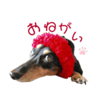 べるたんの日常5（個別スタンプ：15）