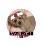 サスケの日常4（個別スタンプ：19）