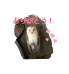 可愛い動物達の日常スタンプ（個別スタンプ：3）
