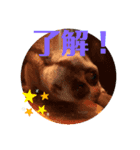 可愛い動物達の日常スタンプ（個別スタンプ：6）