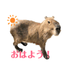可愛い動物達の日常スタンプ（個別スタンプ：7）