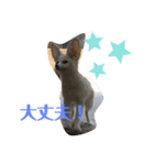 可愛い動物達の日常スタンプ（個別スタンプ：8）