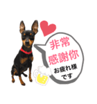 real pinscher 6（個別スタンプ：3）