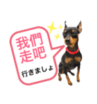 real pinscher 6（個別スタンプ：13）