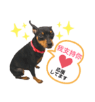 real pinscher 6（個別スタンプ：16）