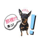 real pinscher 6（個別スタンプ：19）