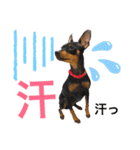 real pinscher 6（個別スタンプ：24）