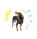 real pinscher 6（個別スタンプ：25）