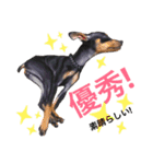 real pinscher 6（個別スタンプ：35）