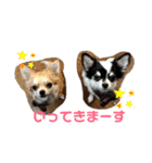 田中家の華麗なる イヌさん達（個別スタンプ：1）