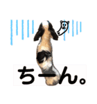 田中家の華麗なる イヌさん達（個別スタンプ：9）
